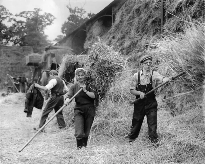 Framed Print : Farming: Haymaking. October 1953 P003531 Framed Print : Farming: Haymaking. October 1953 P003531