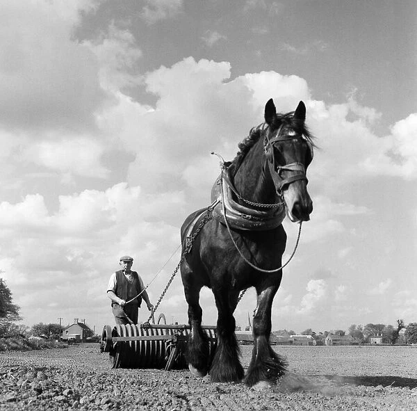 Farming in Lincolnshire. 27th April 1961