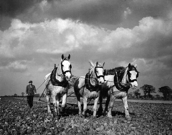 Farming: Ploughing near Acle, Norfolk. January 1944 P004374