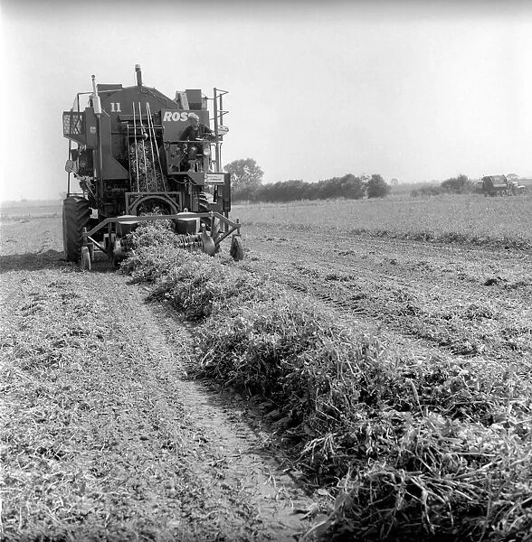 Farming: Ross Pea picking machine. 1964 A1201-001
