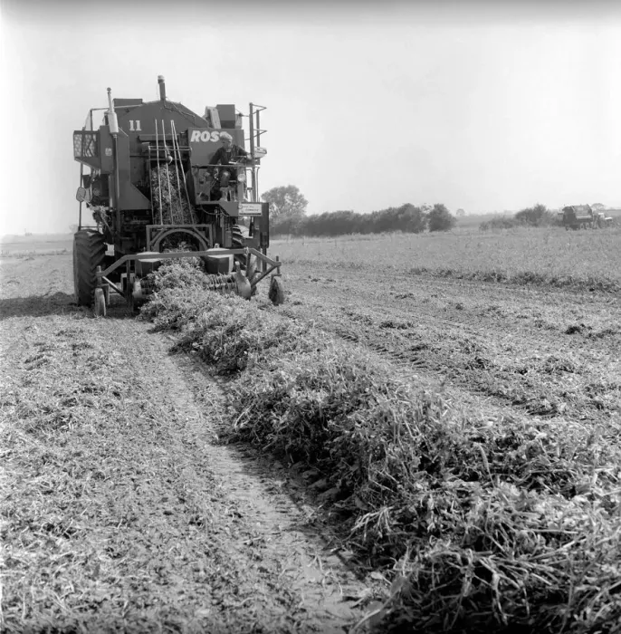 Framed Print : Farming: Ross Pea picking machine. 1964 A1201-001 Framed Print : Farming: Ross Pea picking machine. 1964 A1201-001
