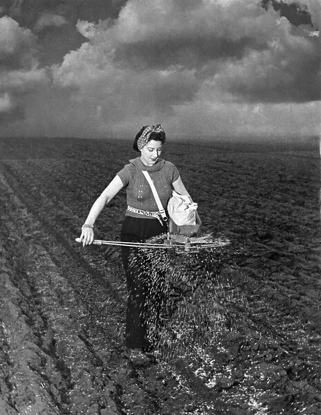 Farming: Sow seeds using a fiddle. February 1941 P004488