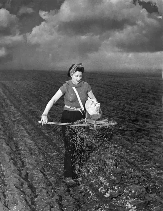 Framed Print : Farming: Sow seeds using a fiddle. February 1941 P004488