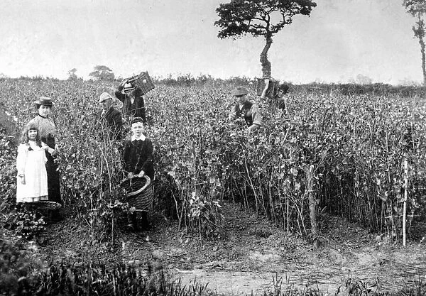 Farming in Wales Circa 1915