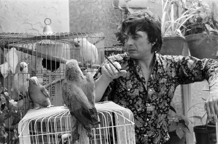 Framed Print : Fashion photographer David Bailey pictured at home with some of his 40 parrots Framed Print : Fashion photographer David Bailey pictured at home with some of his 40 parrots