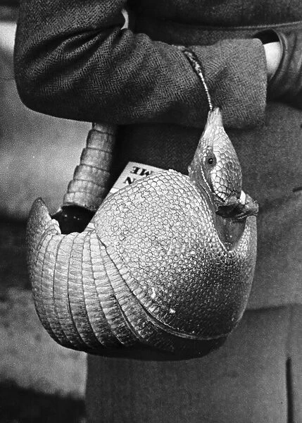 Fashion shopping bag made from the complete skin of an armadillo February 1950