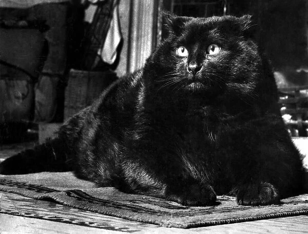 Fat cat Dinker. April 1955 P007476