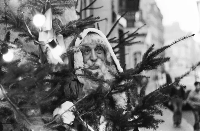 Framed Print : Father Christmas in Paris hiding in a Christmas Tree Local Caption Framed Print : Father Christmas in Paris hiding in a Christmas Tree Local Caption