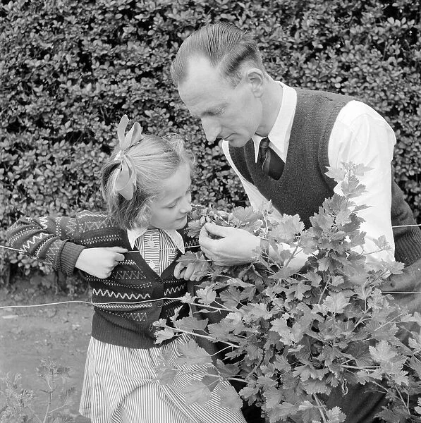 Father and daughter gardening Circa 1957
