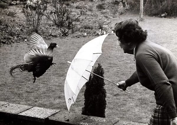 Fearless Freddy the Pheasant is chased off with an umbrella by housewife Joan Loades