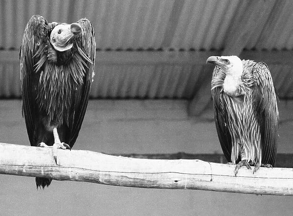 Fed up and far from home, these two vultures express thair views of the British weather