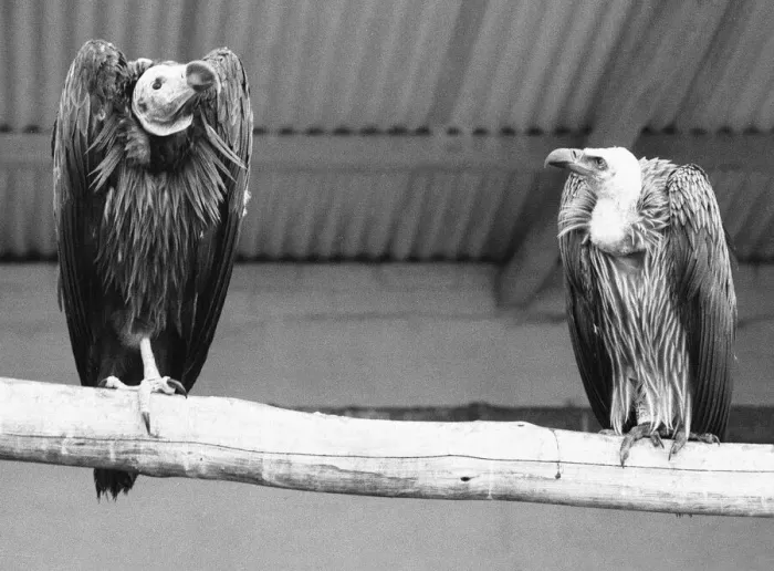 Framed Print : Fed up and far from home, these two vultures express thair views of the British weather
