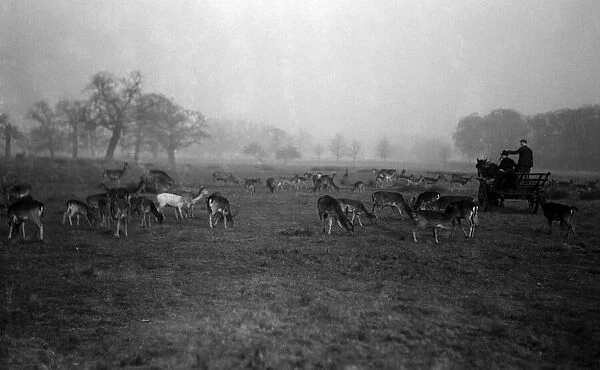 Feeding deer in Richmond Park, London. December 1932
