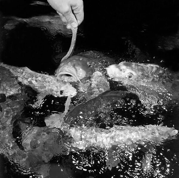Feeding fish at London Zoo. 1959 C26-002