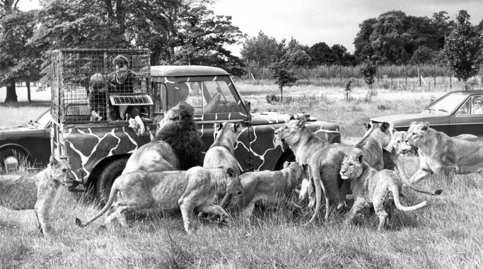 Framed Print : Feeding tiem and David Dunn protected by a cage aboard a Land Rover throws meat to Framed Print : Feeding tiem and David Dunn protected by a cage aboard a Land Rover throws meat to