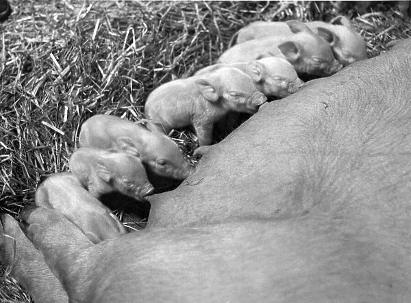 Feeding time for this litter of piglets
