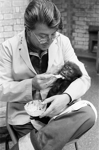 Feeding time for Salome, Baby Gorilla, aged 8 weeks old, fed by Keeper