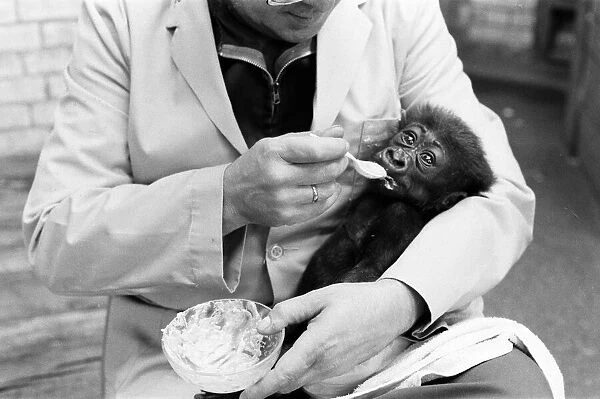 Feeding time for Salome, Baby Gorilla, aged 8 weeks old, fed by Keeper