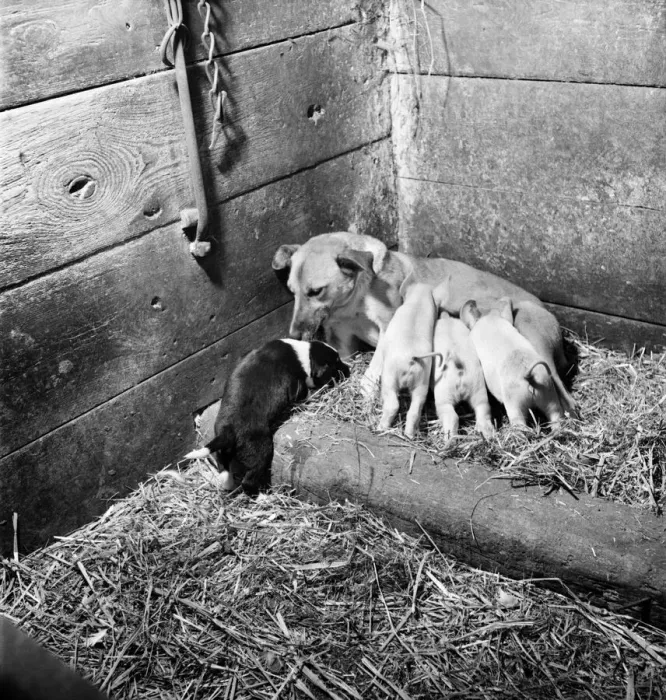 Framed Print : Feeding time'which at times resembles a football scrum as the mother feeds Framed Print : Feeding time'which at times resembles a football scrum as the mother feeds