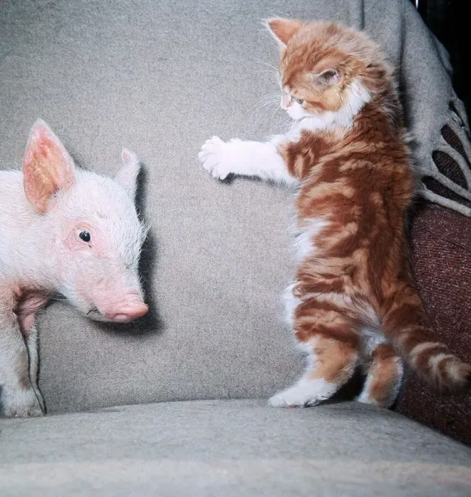 Framed Print : Felix the Kitten and Trotter the Pig - October 1965