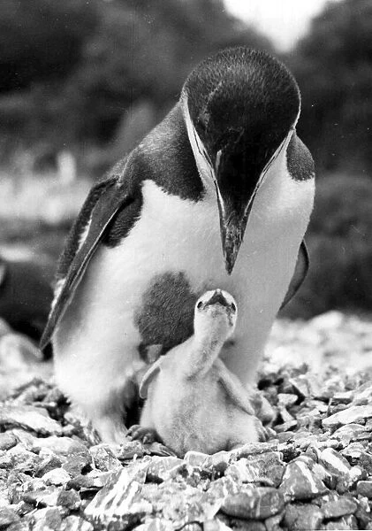 Female Ringed penguin feeding her chick. 1st July 1954 DM