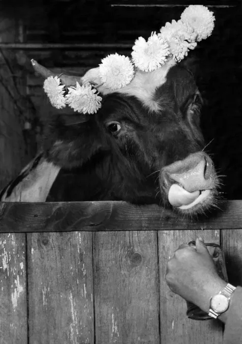 Framed Print : Ferdinand the Gentle Bull seen here in his stable. October 1959 P007378 Framed Print : Ferdinand the Gentle Bull seen here in his stable. October 1959 P007378