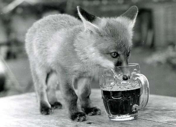 Fergie the orphan Fox drinking a pint of beer at the Red Lion pub in Little Missengden in
