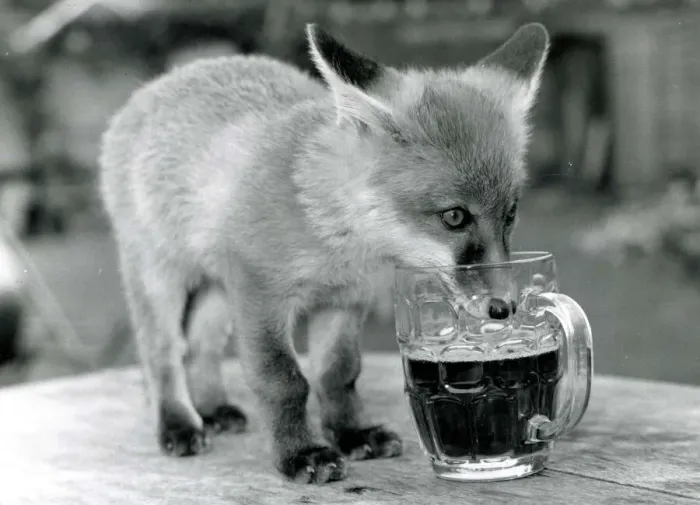 Framed Print : Fergie the orphan Fox drinking a pint of beer at the Red Lion pub in Little Missengden in Framed Print : Fergie the orphan Fox drinking a pint of beer at the Red Lion pub in Little Missengden in