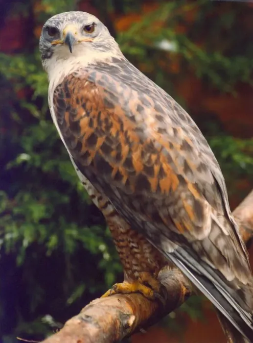 Framed Print : A Ferigonous Buzzard bird of prey