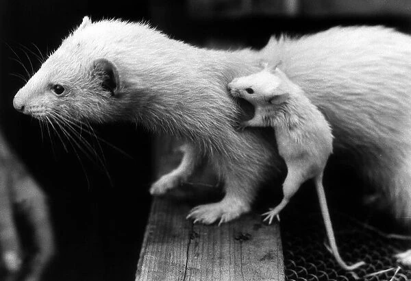 A Ferret with a baby mouse clutching on to its back 1973 The mouse had been