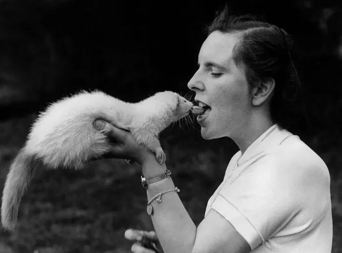 Framed Print : Ferret called Jimbob eats from the lips of owner September 1952 Miss Anne Jones of Framed Print : Ferret called Jimbob eats from the lips of owner September 1952 Miss Anne Jones of