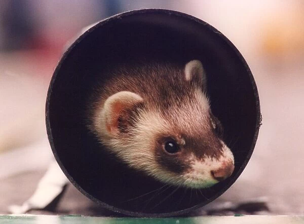 A ferret coming out of a tunnel