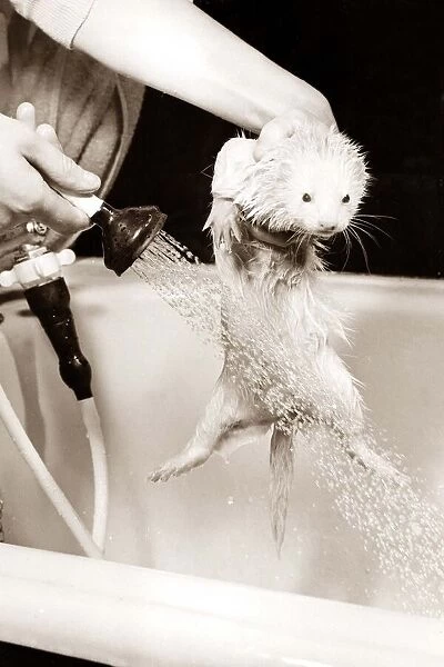 This ferret is being given a good rinse in the shower circa 1975