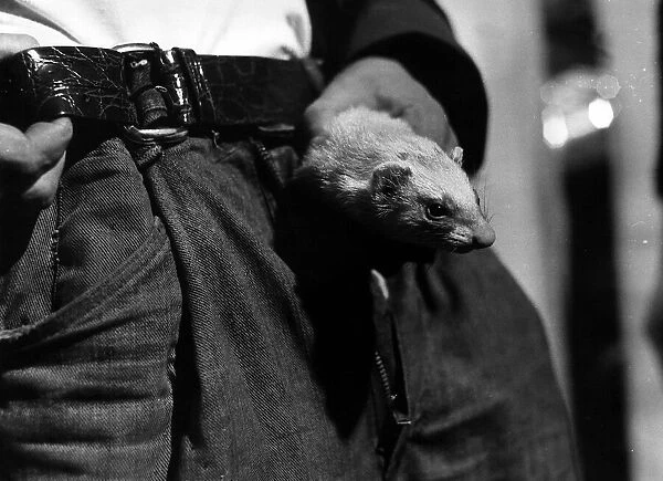 Ferret being put inside the trousers of Sylveste McCoy November 1971 as