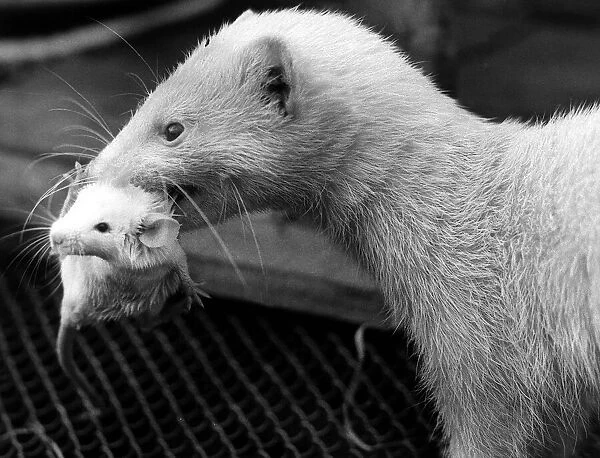 A Ferret lifting a baby mouse with its teeth 1973 The mouse had been adopted by