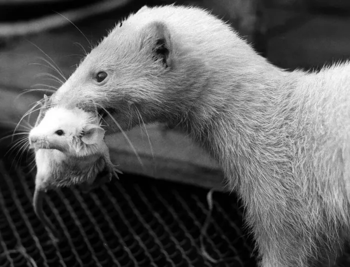 Framed Print : A Ferret lifting a baby mouse with its teeth 1973 The mouse had been adopted by Framed Print : A Ferret lifting a baby mouse with its teeth 1973 The mouse had been adopted by