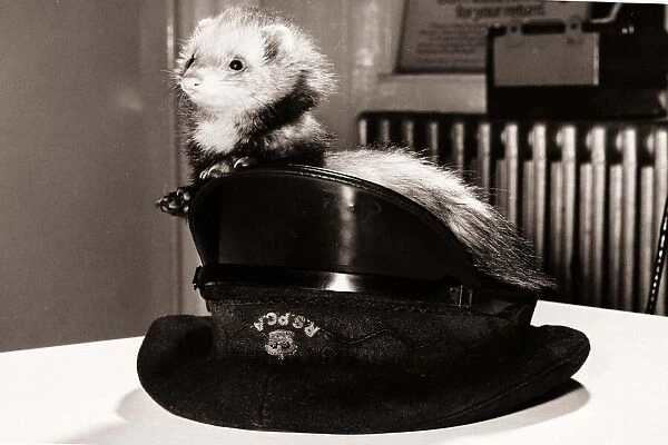 A ferret sitting in the hat of an RSPCA officer circa 1980