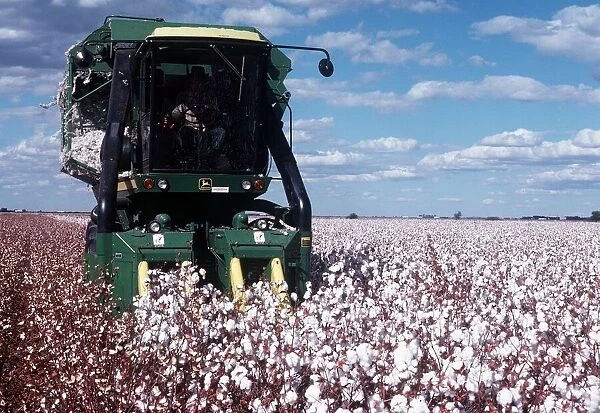 Field of cotton being harvested in New South Wales in Australia
