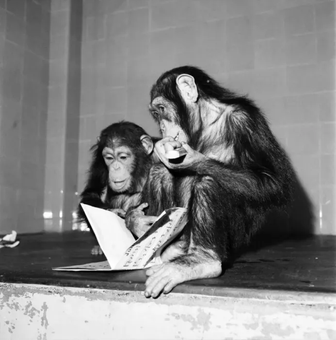 Framed Print : Fifi'and Lulu'the London Zoo
