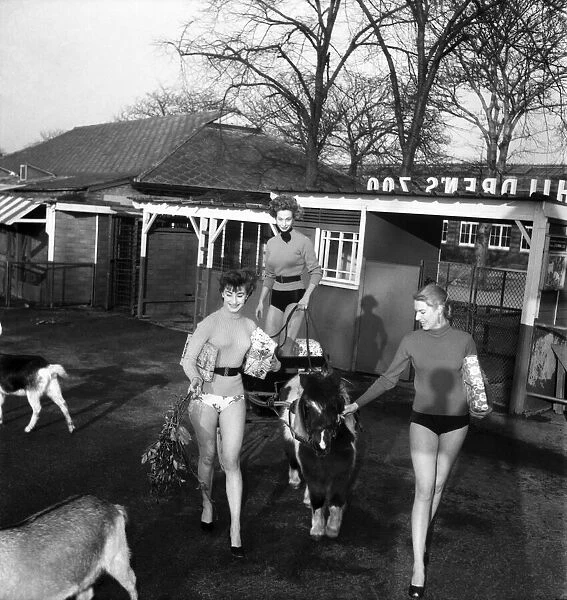 Film starlets at the Zoo. Sylvia Russell, Jean Marsh Lillanor Knudsen. December 1952 D37