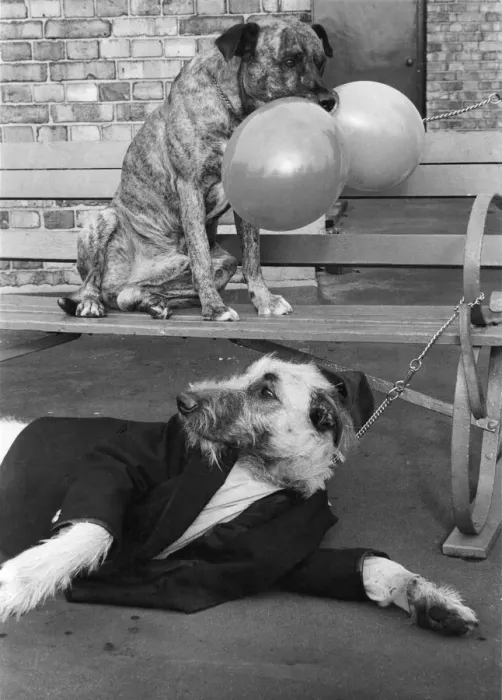 Framed Print : Two of the finalists in the Daft Dogs contest. Holding two balloons is Brandy