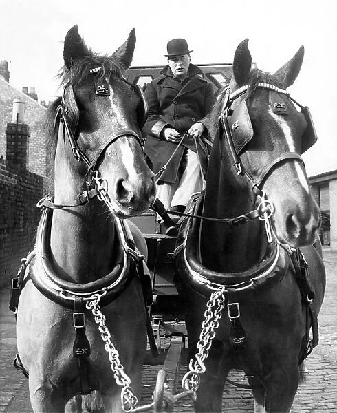 Two fine dray horses driven by Mr. James Peach in 1964