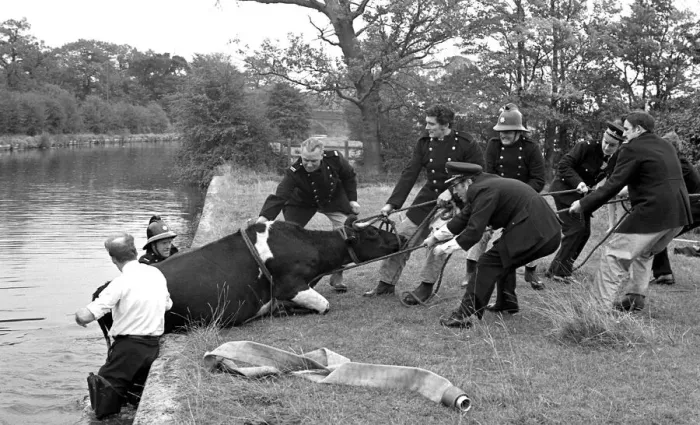 Framed Print : Firemen and police joined forces to rescue a cow which had plunged into the canal Framed Print : Firemen and police joined forces to rescue a cow which had plunged into the canal