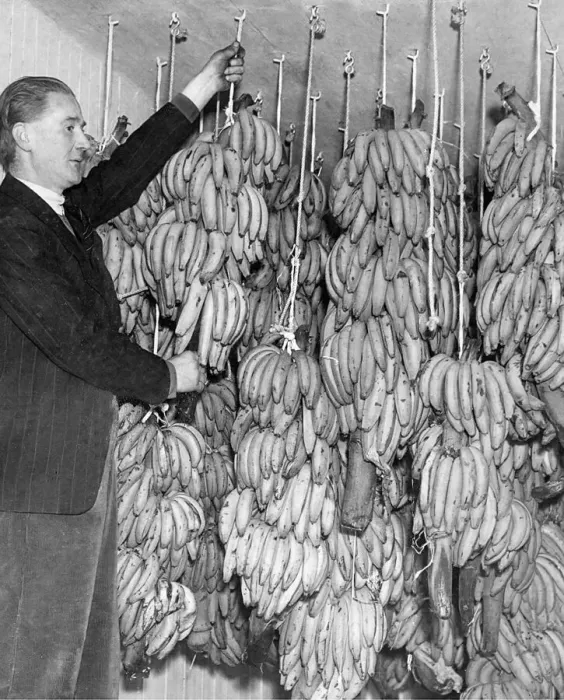 Framed Print : The first bananas to arrive in the North East post war at New Bridge Street goods station