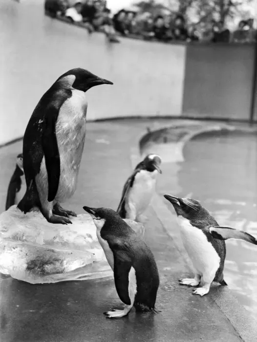Framed Print : The first Emperor Penguin at London Zoo. 31st March 1950 Framed Print : The first Emperor Penguin at London Zoo. 31st March 1950