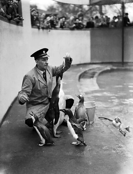 The first Emperor Penguin at London Zoo. 31st March 1950