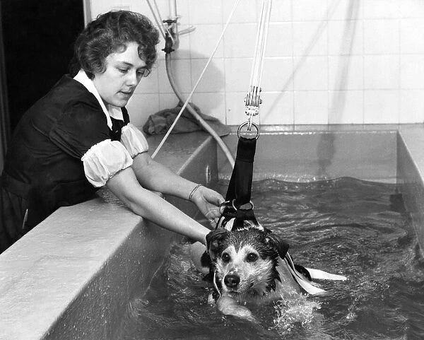 The first-ever hydratherapy pool for dogs is now in operation at the RSPCA, Holloway