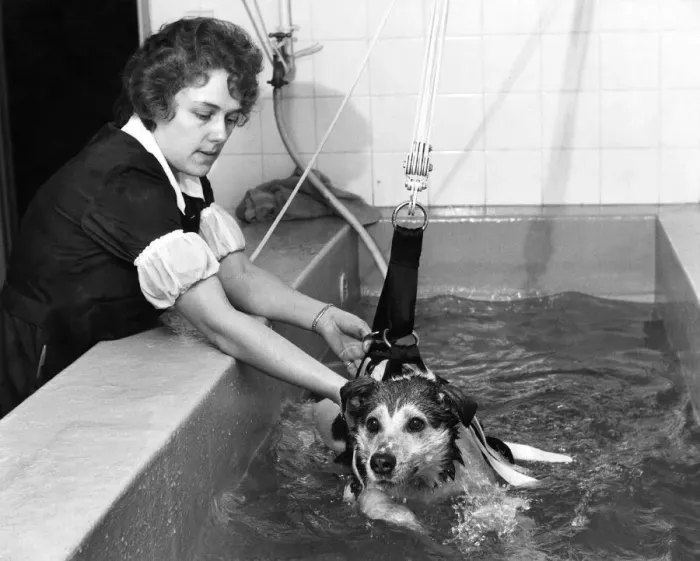 Framed Print : The first-ever hydratherapy pool for dogs is now in operation at the RSPCA, Holloway
