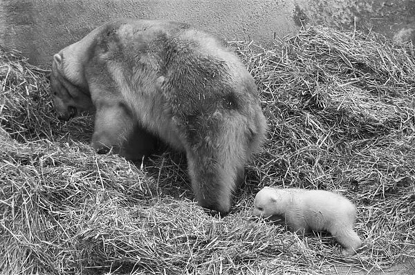 For the first time, Paddiwack the polar bear cub born to Sam