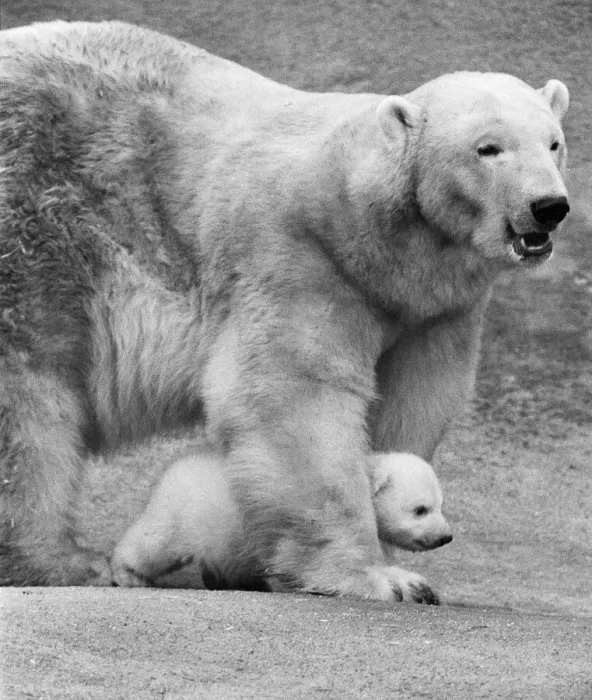 Framed Print : For the first time, Paddiwack the polar bear cub born to Sam